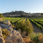 GIFT_Vermentino di Gallura DOCG_Sardegna