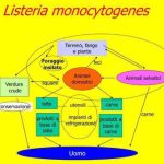 img1 listeria würstel