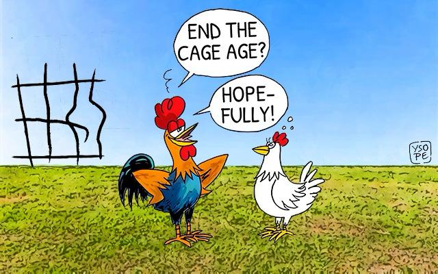 Benessere di polli e galline ovaiole, nuovi pareri EFSA
