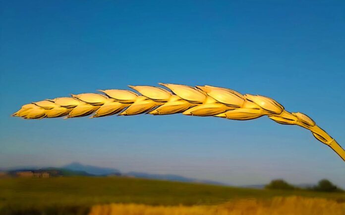 farro re dei grani antichi