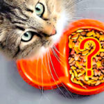 crocchette per gatti