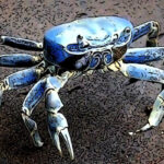 IAS_Blue Crab