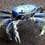 blue crab