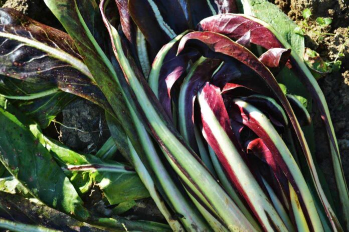 GIFT_Radicchio_rosso_gusto_amaro_benefico