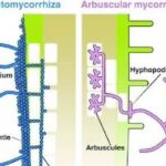 ECTOMICORRIZA