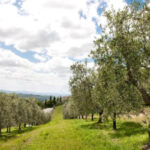 GIFT_Toscano IGP_GPI_EVOO
